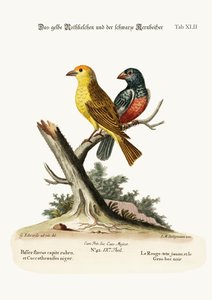 黄色の赤い棒と黒いグロビーク、1749-73